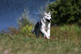 SIBERIAN HUSKY 509
